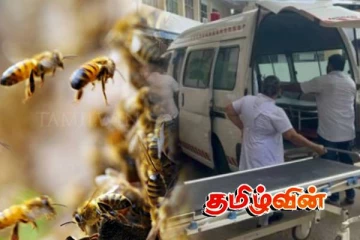 இறம்பொடையில் குளவிக்கொட்டுக்கு இலக்காகி 7 தொழிலாளர்கள் வைத்தியசாலையில்!