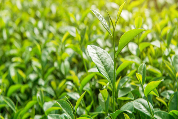 தேயிலைக்கான செஸ் வரி அதிகரிப்பு | Increase In Cess On Tea