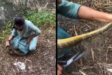 வலையில் சிக்கிய பாம்பைக் அச்சமின்றி காப்பாற்றிய பெண்...வைல் காட்சி!