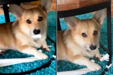 டோயிலட் பேப்பரால் வீட்டை அலங்கரித்த நாய்குட்டி! ஆயிரக்கணக்கான நெட்டிசன்களை வென்ற வீடியோக்காட்சி..