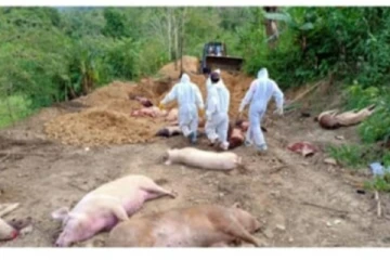 கேரளாவில் தீவிரமடையும் பன்றிக்காய்ச்சல் : பன்றிகளை கொல்ல  உத்தரவு!