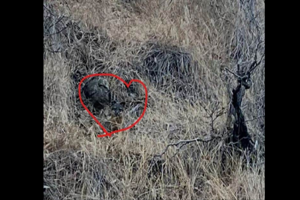 Optical illusion: படத்தில் பதுங்கி இருக்கும் நரியை உங்களால் கண்டுபிடிக்க முடியுமா? | If You Have Sharp Eyes Spot Fox Optical Illusion