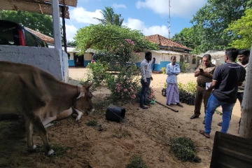 பருத்தித்துறை கொல்களத்தை முற்றுகையிட்டு மாடுகளை மீட்ட பொலிஸார்