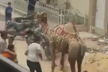 தன்னை தாக்கியவரை அடுத்த நொடியே பலி வாங்கிய ஒட்டகம்.... பரிதாப நிலையில் இளைஞர்!