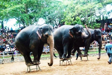 மிருக காட்சிசாலையை இலவசமாக பார்வையிட கிடைத்துள்ள வாய்ப்பு