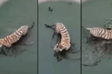 புலிக்கே டிமிக்கி கொடுத்த வாத்து!