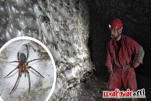 1,140 அடி.. ஒட்டு மொத்த சிலந்தியும் ஒரே வலைக்குள்! பிரம்மித்து போன விஞ்ஞானிகள் | Worlds Biggest Spiderweb Discovered