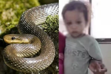 நாகப்பாம்பை கடித்தே கொன்ற 2 வயது சிறுவன் - அடுத்த நொடி நடந்த சுவாரஸ்யம்!