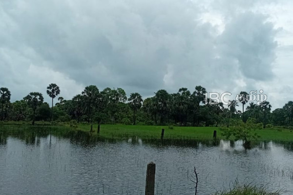மீண்டும் கனமழை! வெள்ளத்தில் மூழ்கிய வயல் நிலங்கள் | Heavy Rains Again Flooded Fields மீண்டும் கனமழை! வெள்ளத்தில் மூழ்கிய வயல் நிலங்கள் | Heavy Rains Again Flooded Fields