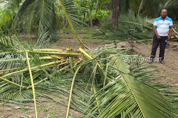 திருகோணமலை பாலத்தோப்பூர் கிராமத்தில் காட்டு யானைகள் அட்டகாசம் | Wild Elephants Rampage In Trincomalee