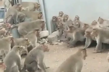 முட்டி மோதி கொள்ளும் குரங்குகள்! மனிதர்களையும் மிஞ்சிய கேங் வார் - வைரல் வீடியோ