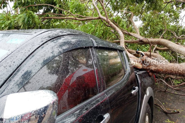 யாழில் தவிசாளரின் வாகனத்தின் மீது முறிந்து விழுந்த மரம்!உயிர் தப்பிய ஊழியர்கள் | Tree Falls Vali North Pradeshiya Chairman Vehicle