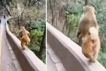 கரணம் தப்பினால் மரணம்: தலைதெறிக்க ஒடி பயத்தை ஏற்படுத்திய குரங்கு