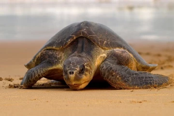 இறந்த நிலையில் கரை ஒதுங்கும் கடலாமைகள்