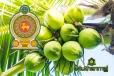 தேங்காய் விலையில் ஏற்படவுள்ள மாற்றம்
