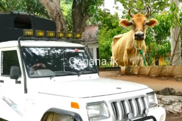 ගවයින් 05 ක් කැබ් රථයකින් හිංසාකාරී ලෙස ප්‍රවාහනය කළ අයෙක් කොටුවෙයි..(VIDEO)