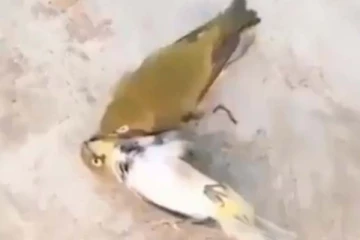 இறந்த துணையை பார்த்து பாசத்தில் துடித்த ஆண் பறவை! சில நொடியில் உயிரை மாய்த்த சோகம்