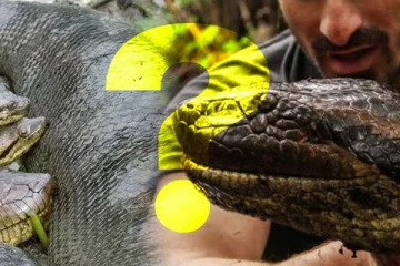 உடலுறவு முடிந்ததும் தனது துணையை விழுங்கும் பெண் அனகோண்டா! (வீடியோ)