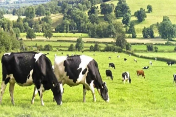 பசில் இறக்குமதி செய்த 3635 பசுக்கள் திடீர் திடீரென உயிரிழப்பு! அறிக்கையில் அம்பலமான தகவல்கள்