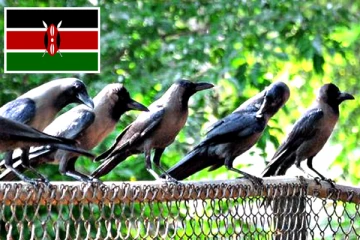 லட்சக்கணக்கான இந்திய காகங்களை கொன்று குவிக்க முடிவெடுத்துள்ள நாடு!