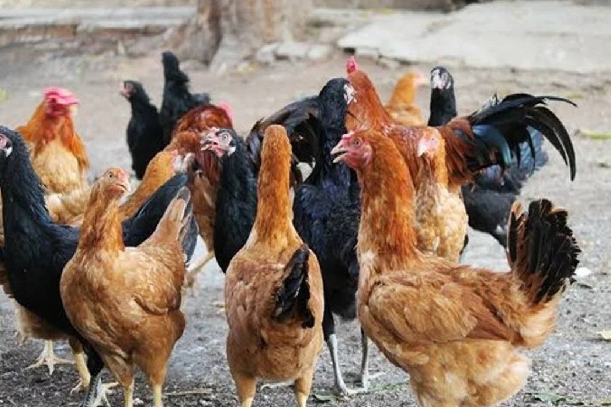 நாட்டுக்கோழி உப்பு தெரக்கல் செய்வது எப்படி? | Naatu Kozhi Uppu Therakkal Recipe Village Style