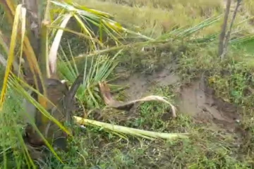 யானைகளின் தொல்லை அதிகரித்து வருவதாக விவசாயிகள் கவலை(Photos)