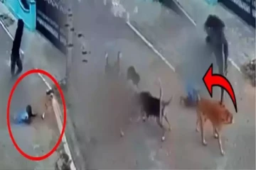 தெருவில் நடந்துச் சென்ற சிறுமி; கடித்து குதறிய நாய்கள் - நெஞ்சை பதறவைக்கும் காட்சி!