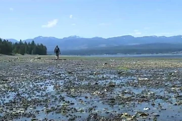 கனடாவில் வெப்ப அலை காரணமாக 100 கோடி கடல் வாழ் உயிரினங்கள் உயிரிழப்பு!