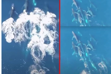 ஒரு பெண் திமிங்கலத்தை 3 மணி நேரம் விரட்டி துரத்திய 15 ஆண் திமிங்கலங்கள் - தண்ணீர் குள்ளேயும் காதல் பிரச்சனையா?