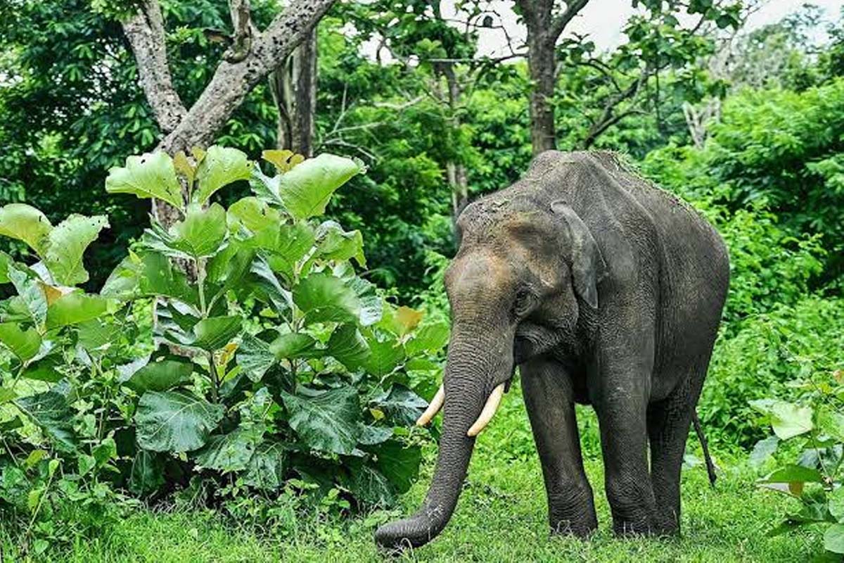 Viral Video: பயங்கர வேகத்தில் துரத்திய யானை... தப்பித்த நபரின் திக் திக் நிமிடம் | Elephant Chased Man Escaped Shocking Video