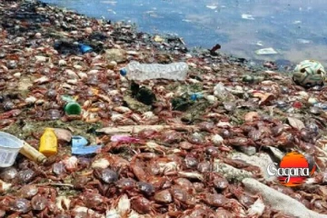 ත්රිකුණාමල වෙරළට මියගිය කකුළුවන් ගොඩ ගසයි