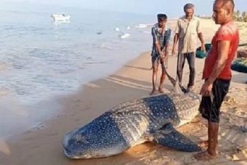 யாழ். வடமராட்சி மீனவர்களின் வலையில் சிக்கிய 8 அடி நீளமான கோமராசி மீன்