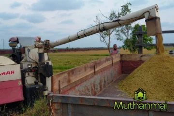 அம்பாறையில் சிறுபோக நெல் அறுவடை ஆரம்பம்