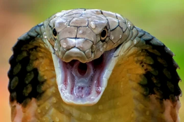 இந்தியாவில் அதிக பாம்பு இனங்களை கொண்ட மாநிலம் இதுதான் - என்ன காரணம்?