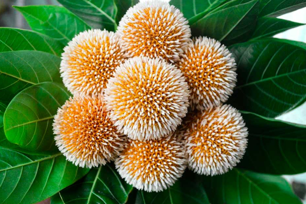 வீட்டில் செல்வம் பெருக இந்த ஒரு பூவை மட்டும் வைத்து பாருங்கள்- உடனடி மாற்றம் பெறலாம் | Importance Of Kadambai Malar In Tamil