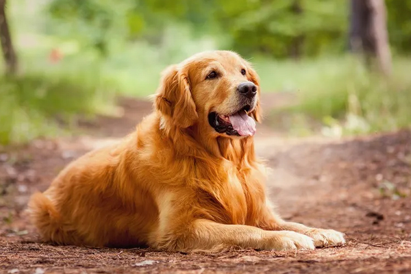 இலங்கையில் பலரையும் நெகிழவைத்த சம்பவம்! | Dog Protects The Owner S Body