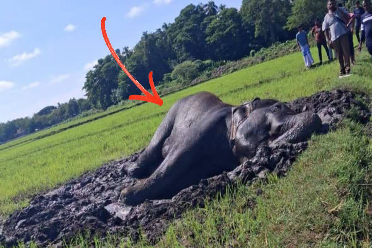 வயலில் சேற்றில் சிக்கி உயிருக்குப் போராடும் யானை: அதிகாரிகளுக்கு மக்களின் கோரிக்கை | Elephant Struggling Field