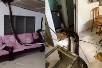 கூரையை உடைத்து வீட்டினுள் விழுந்த 80 கிலோ மலைப்பாம்பு - வைரலாகும் வீடியோ