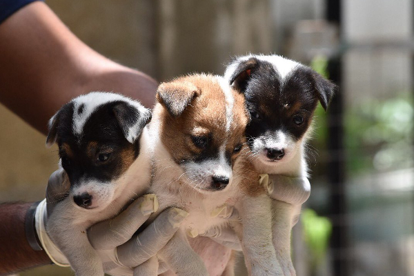 நாய்க்குட்டிகளில் அடையாளம் காணப்படாத வைரஸ் ! | Unidentified Virus In Puppies