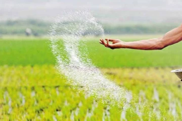 ගොවි ජනතාවට දැවැන්ත සහනයක් - රුපියල් බිලියන 16ක පොහොර සහනාධාරයට කැබිනට් අනුමැතිය