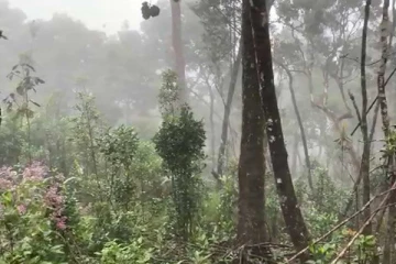 ஐந்து நாட்களின் பின் கண்டுபிடிக்கப்பட்ட விறகு வெட்ட காட்டிற்கு சென்ற 25 வயது யுவதி