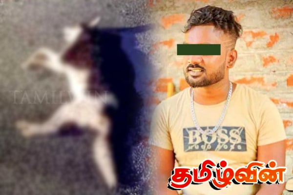 நள்ளிரவில் இளைஞனின் உயிரை பறித்த நாய் | Boy Dies In A Accident