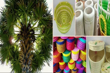 பனை பொருட்கள் ஏற்றுமதி: 78 மில்லியன் ரூபா வருமானம்