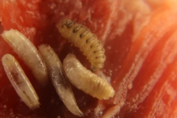 அமெரிக்காவில் மனிதர்களின் சதையை உண்ணும் ஒட்டுண்ணி