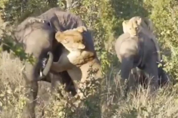 யானையை வேட்டையாட நினைத்த சிங்கம்! இறுதியில் நடந்ததை நீங்களே பாருங்க