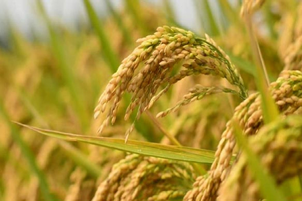 சந்தையில் அரிசியின் விலை அதிகரிக்க வாய்ப்பு - விவசாய அமைச்சு | Price Of Rice Increase Ministry Of Agriculture