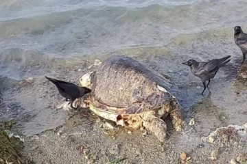 யாழ்.கடற்கரை ஒன்றில் உயிரிழந்த நிலையில் கரையொதுங்கிய ஆமை!