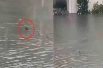அமெரிக்க வெள்ளத்தில் குடியிருப்பு வீதியில் நீந்திய சுறா ; வைரலான காணொளி