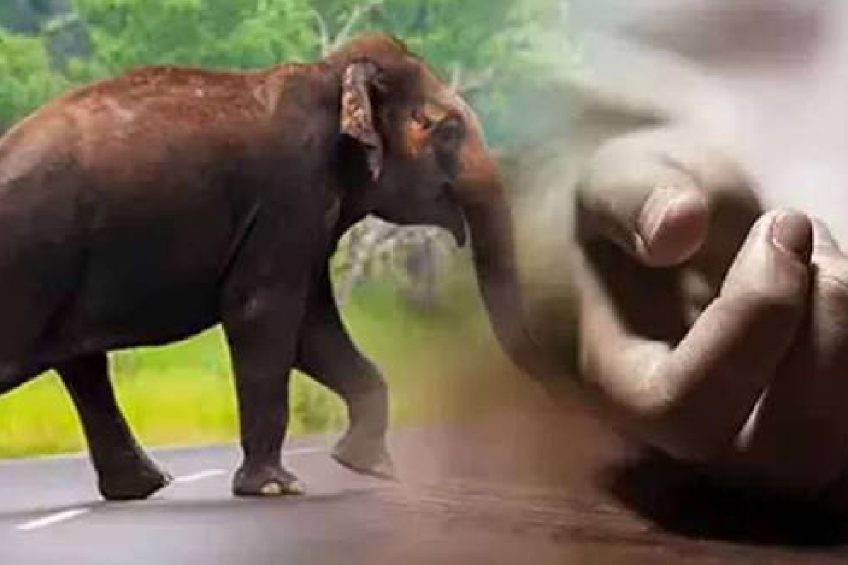 வீட்டிற்கு முன் நின்றுகொண்டிருந்தவரை திடீரென வந்து தாக்கிய காட்டு யானை | Man Dies After Being Attacked By A Wild Elephant