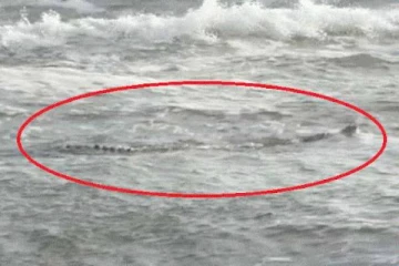 தென்னிலங்கையின் கடற்கரையோரமாக மிதக்கும் முதலை!